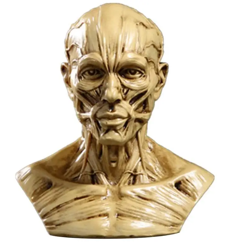 Escultura com anatomia da cabeça humana. 